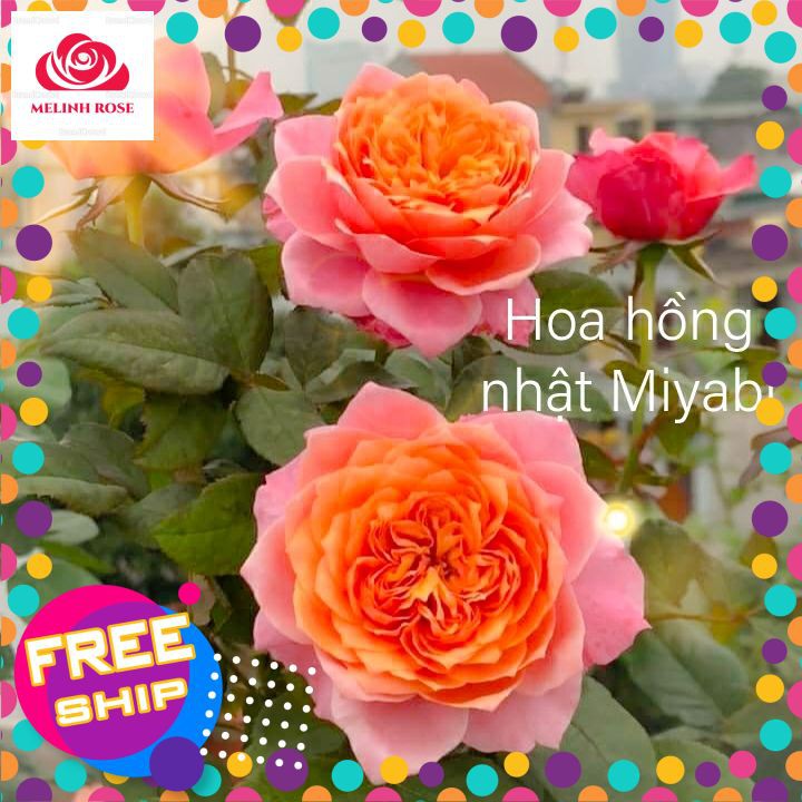 Hoa hồng Bụi Nhật Miyabi hồng cam quyến rũ-Vườn Hoa Melinhrose