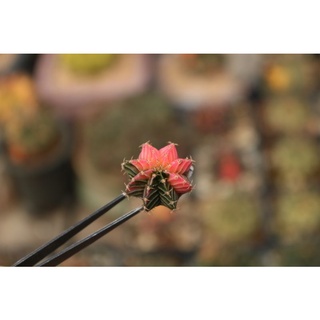 Xương rồng Lem