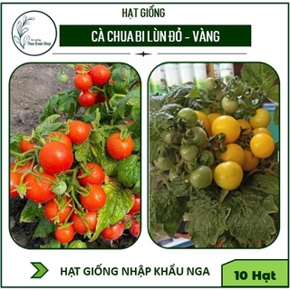 HẠT GIỐNG CÀ CHUA BI LÙN CHỊU NHIỆT