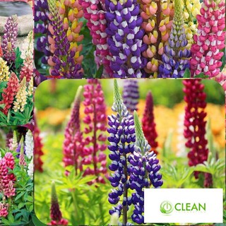 ⚡️HẠT GIỐNG HOA ĐẬU LUPIN MIX F1⚡️ TỈ LỆ NẢY MẦM TRÊN 90% HOA CỰC KÌ ĐẸP GÓI 30 HẠT