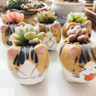 Chậu mini sét theo hình