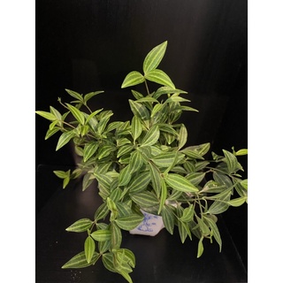 cây Begonia strawberry