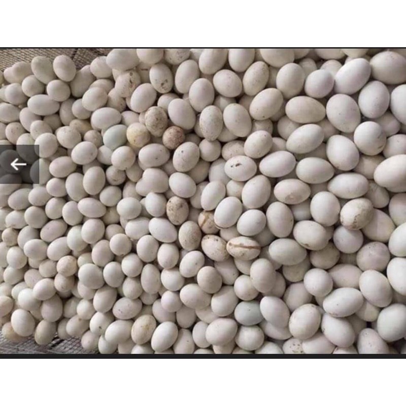 [Mã 267FMCGSALE giảm 8% đơn 500K] nowship 1h Trứng Hà Nội | BigBuy360 - bigbuy360.vn