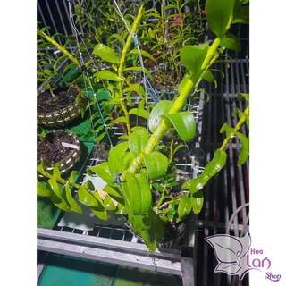 Lan Phi Điệp 🍀FREESHIP🍀 Mít Văn Sơn [ Ươm Kie ]