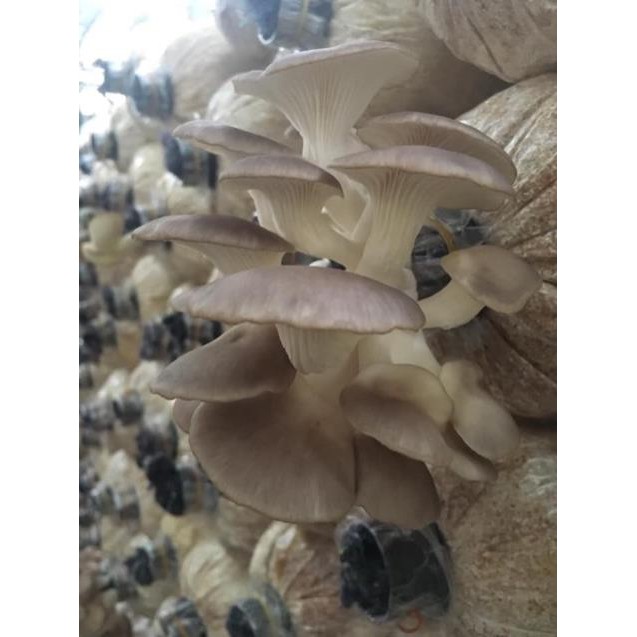 Nấm Bào Ngư Sấy Khô Nhà Trồng BaoNhu_Cosmetics | BigBuy360 - bigbuy360.vn