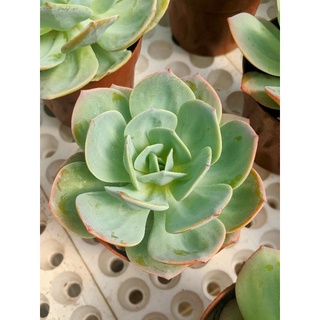 Sen đá Nhật Echeveria Hakuhou