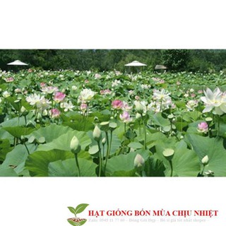 GÓI 5 HẠT GIỐNG SEN TA( SEN HỒNG VN)