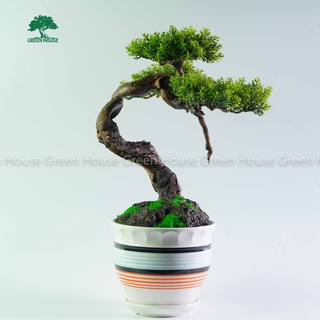 (KHÔNG BAO GỒM CHẬU)Lũa Bonsai, Lũa thủy sinh dùng trang trí hồ cá cảnh, hồ thủy sinh, văn phòng, nhà cửa (PLASTIC/24)