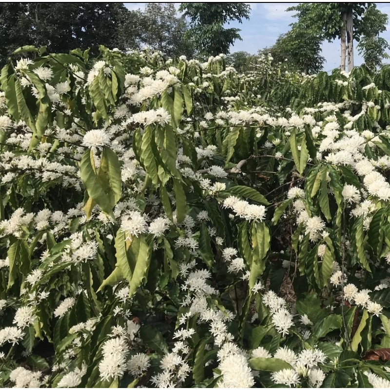 (Trợ giá mùa covid_Đặc sản CưMgar DakLak) 1 lít mật ong hoa cà phê bá lộc cao cấp 100% nguyên chất | BigBuy360 - bigbuy360.vn