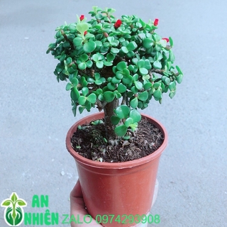 Cây Cành Vàng Lá Ngọc Thân Cổ Thụ