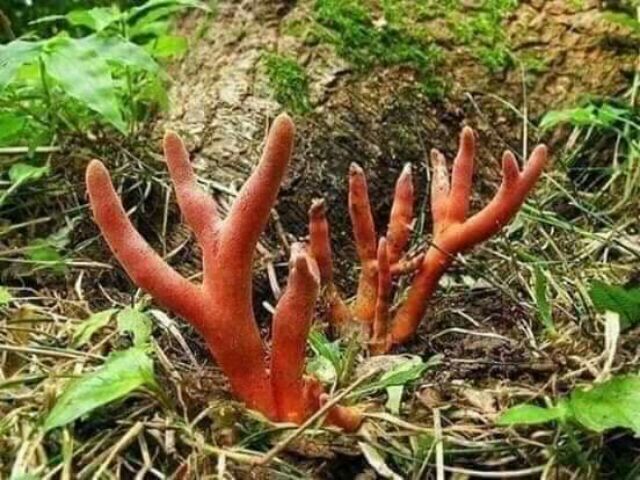 Nấm Sừng Hươu Tây Bắc [1kg] chuẩn rừng Tây Bắc