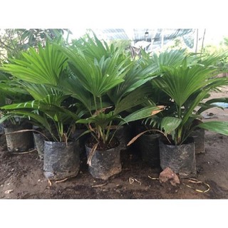 CÂY CỌ GIỐNG CÂY KINH TẾ CAO