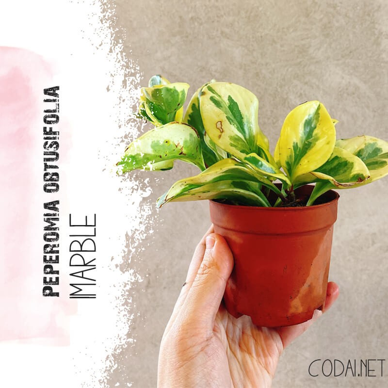 Cây Peperomia obtusifolia Marble (Viên Diệp Tiêu Thảo Lá Cẩm Thạch)