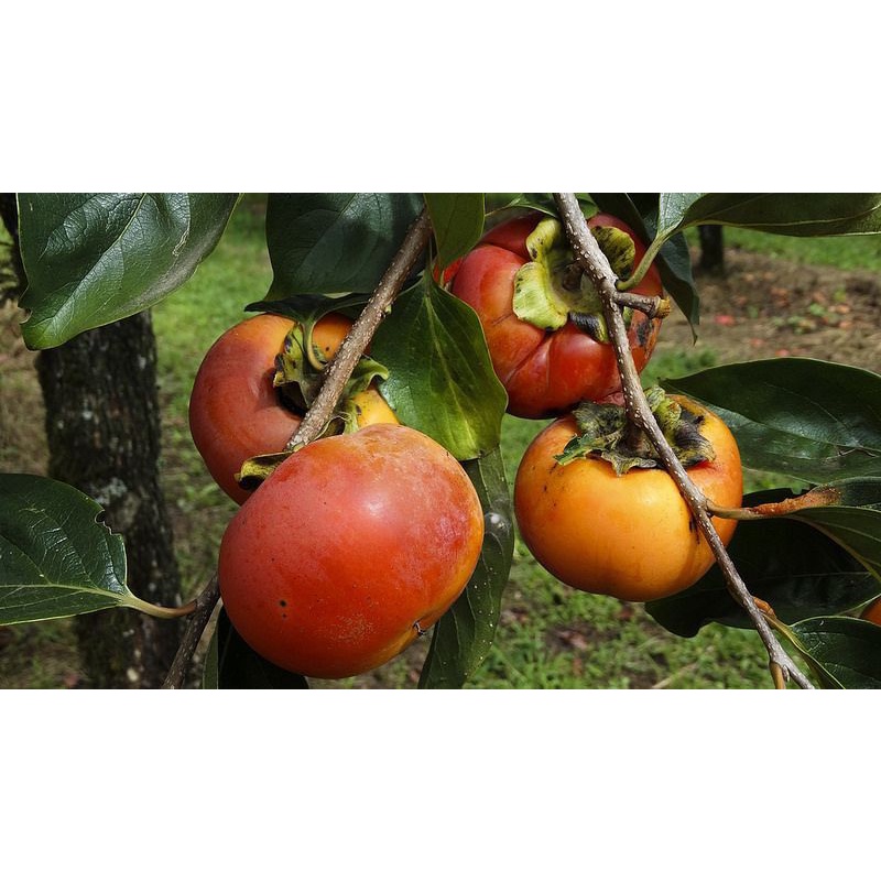 Cây Giống Hồng Quê Trái Chín Đỏ Trồng 1 Năm ra trái