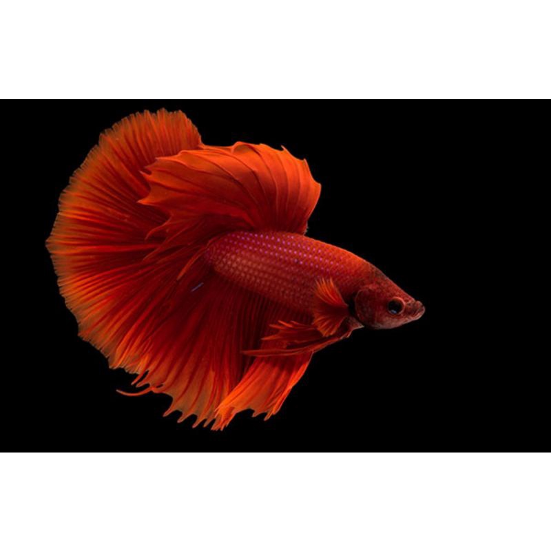 BETTA Đuôi Xòe Siêu Đẹp giao ngẫu nhiên-2Con trống tặng thức ăn