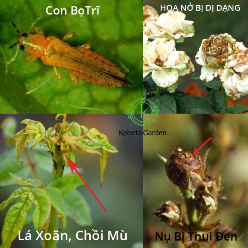 Combo trĩ, nhện đỏ hoa hồng