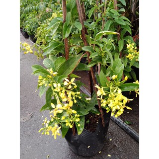 cây kim đồng leo