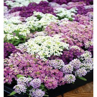 100 Hạt giống hoa ngàn sao mix màu (Kèm kích thích hạt nảy mầm)