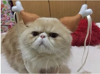 Bờm Đùi Gà Thời Trang Cho Chó Mèo