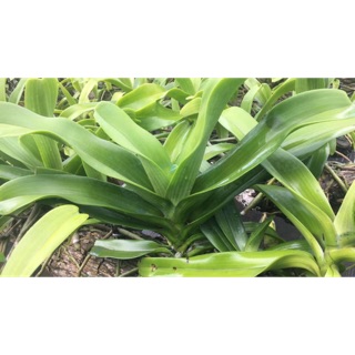 Combo 3 lan Đai Trâu( Nghinh xuân) freeship