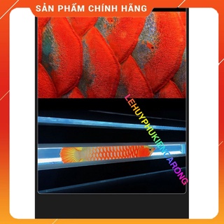 Máng Tanning MAYIN Có Dãy Led Xanh 110 140 180cm Cho Cá Rồng Huyết Long Hoặc Kim Long Quá Bối