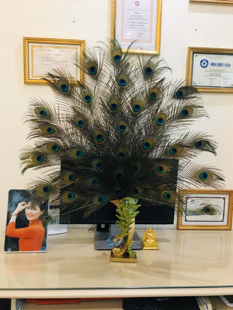 combo lông công khách đặt theo yêu cầu | BigBuy360 - bigbuy360.vn