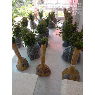 Combo 5 mai con quấn rễ 45 cm