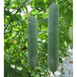 Hạt giống Bí đao (bí sặt) – 2Gram ( 20 hạt )