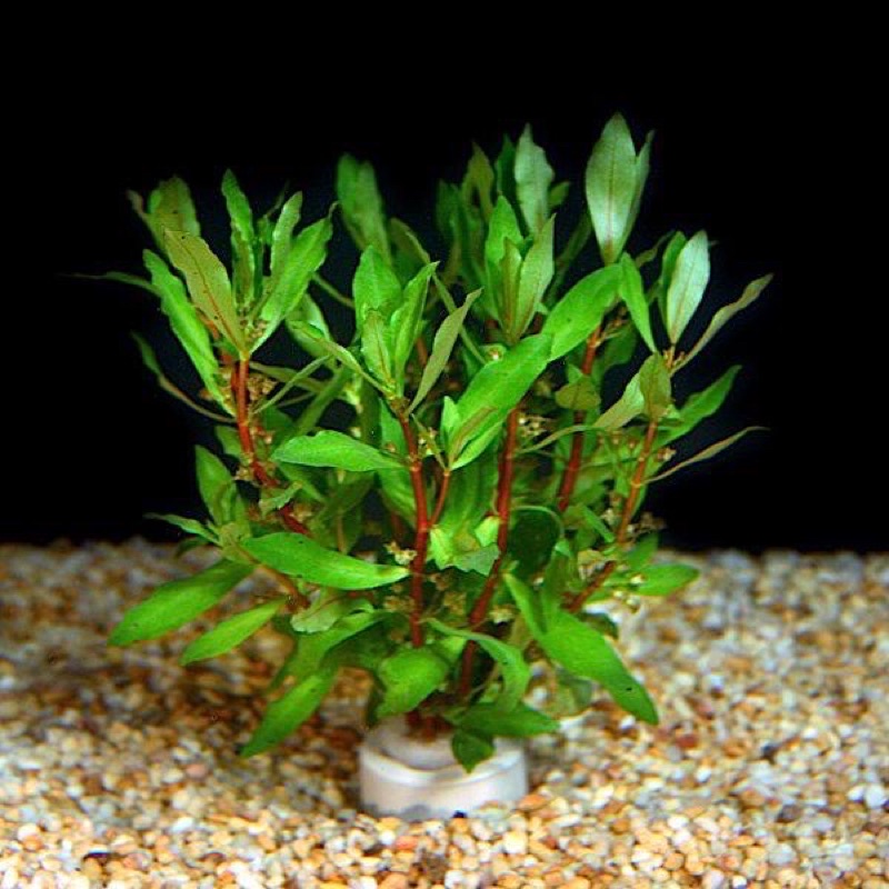 cây thuỷ sinh hồng liễu - dễ trồng không cần co2