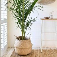 Gio cói trồng cây/ đựng đồ phi 30