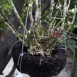 Chậu dớn trồng lan (dớn đĩa)