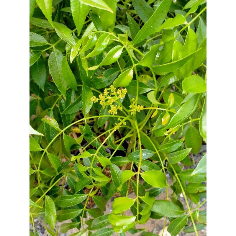 CÂY GIỐNG CÓC THÁI LÙN DANG HOA BÓI NĂM ĐẦU
