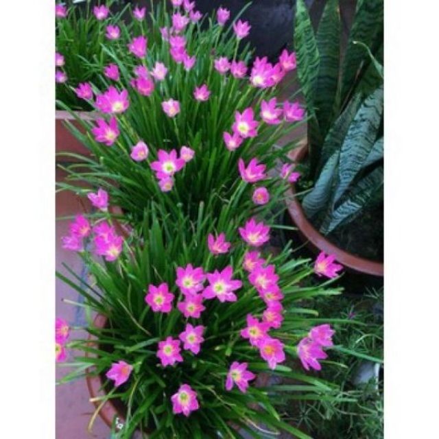 10 củ hoa huệ mưa hồng