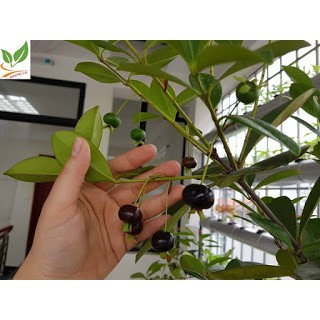Cây Giống Cherry Nhiệt Đới