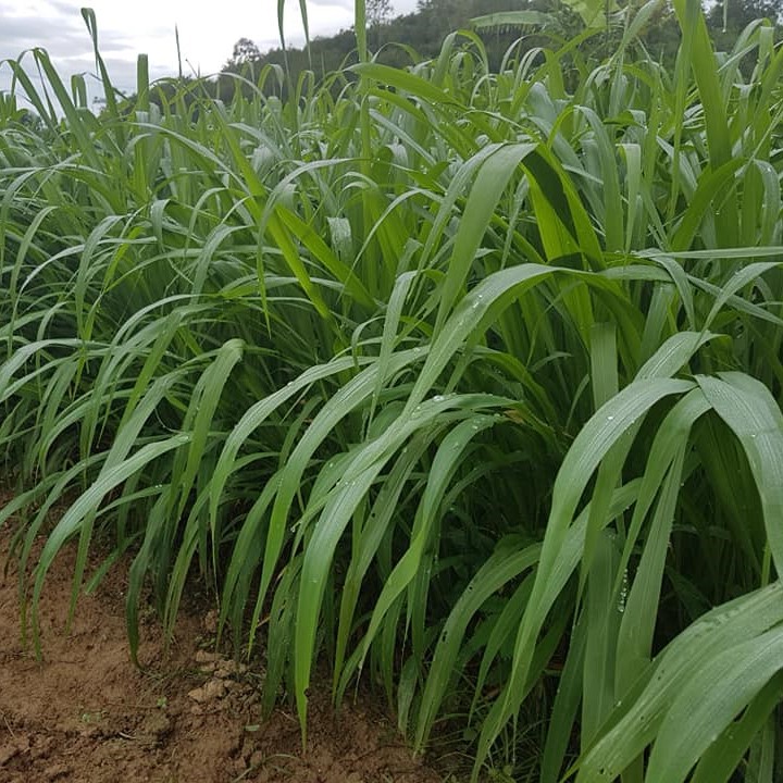 Cỏ Ghine Mombasa  - Cỏ Sả Lá Lớn - Giống Cỏ Chăn Nuôi Nhiều Người Ưa Chuộng