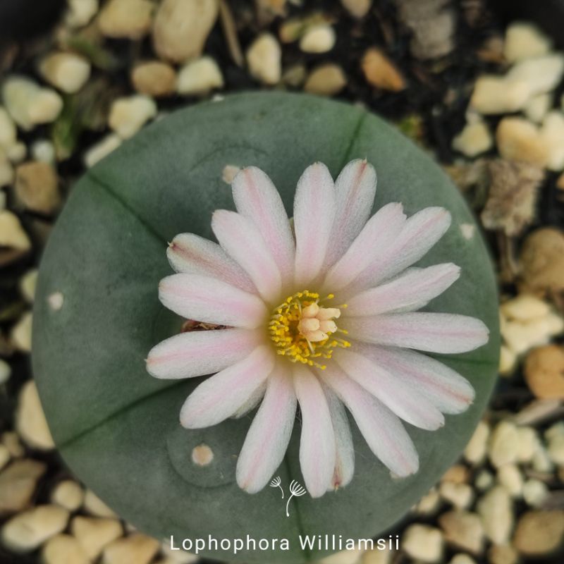 Xương rồng Nàng Gạo - Lophophora Williamsii và Difusa- Hàng hạt rễ củ - Hoa hồng phớt