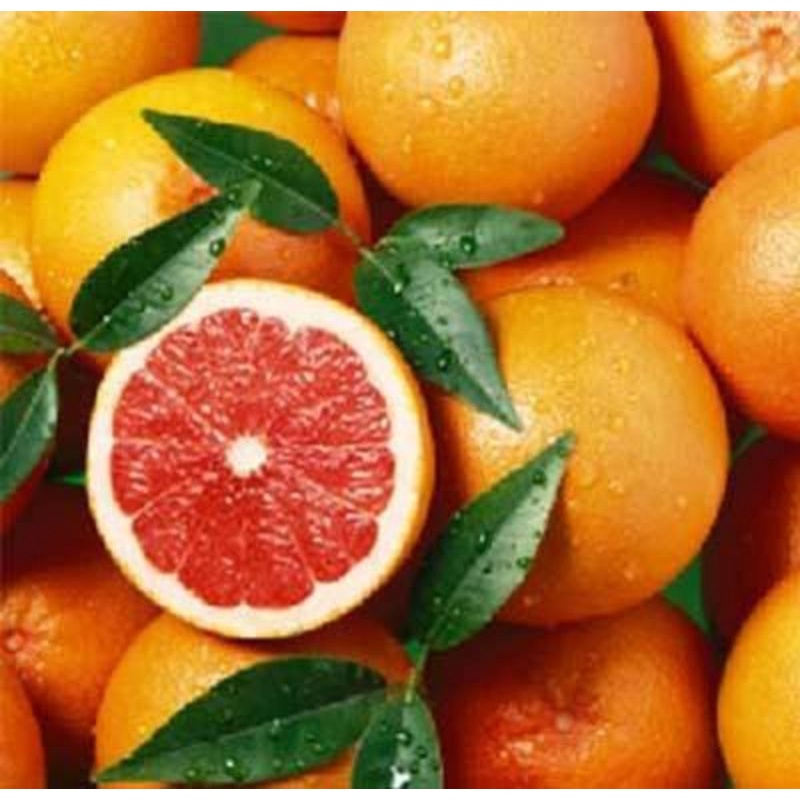 Cây giống cam mỹ navel