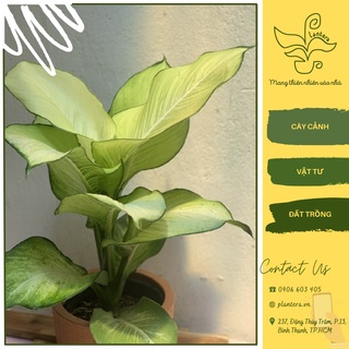 Cây thiên hoàng chậu c7 - cây cảnh - cây ưa mát - cây lớn