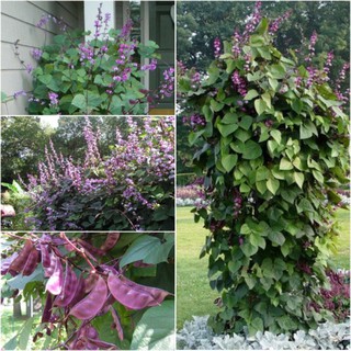 5 gr hạt giống đậu ván tím