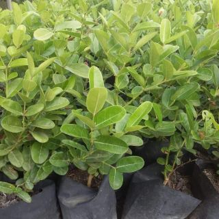 Cây giống Siro