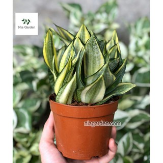 Cây lưỡi hổ vàng, lưỡi hổ búp sen (Golden Hahnii)
