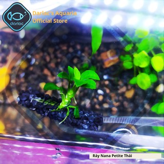Ráy Nana Petite Thái full lá nước - Ráy Thái Darlac's Aquaria - Anubias Nana Petite