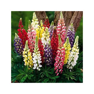 Hạt giống hoa Đậu Lupin