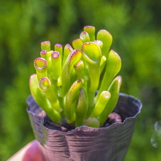 Sen đá ống điếu 5-7cm - Vườn sen đá