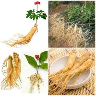 Hạt Giống Nhân Sâm Hàn Quốc