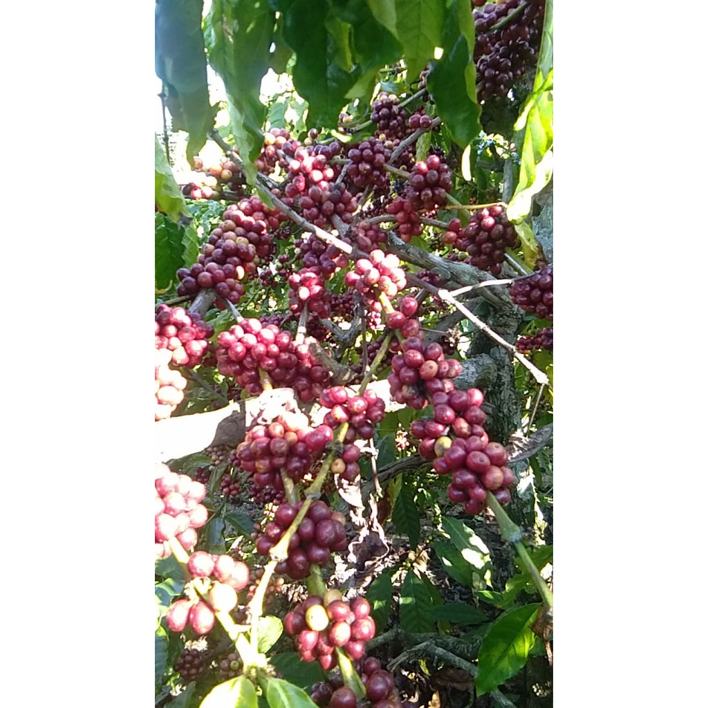 500 Gr Cà phê nguyên chất Robusta Đăk Lăk Loại 1 cà phê Minh Cường - Hạt rang mộc pha phin hoặc pha máy | BigBuy360 - bigbuy360.vn