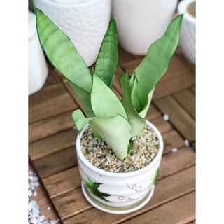 Cây Lưỡi Hổ Bạch Kim ( đã bao gồm chậu )