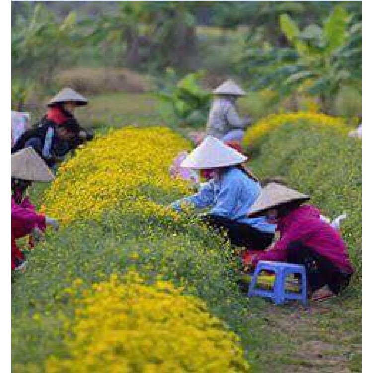 Hạt Giống Trà Hoa Cúc Phú Nông 1 gói 3gr