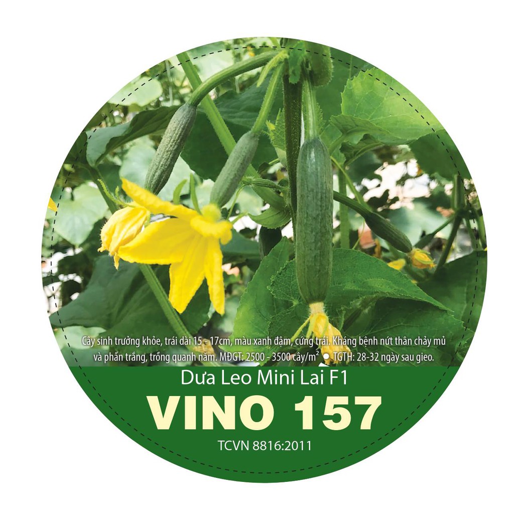 HẠT giống dưa leo VINO 157, hạt giống dưa leo baby, dưa leo nhật lai f1, dưa leo tự thụ phấn
