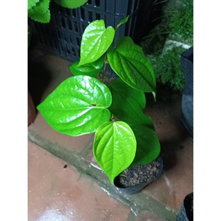 Cây trầu không cây giống